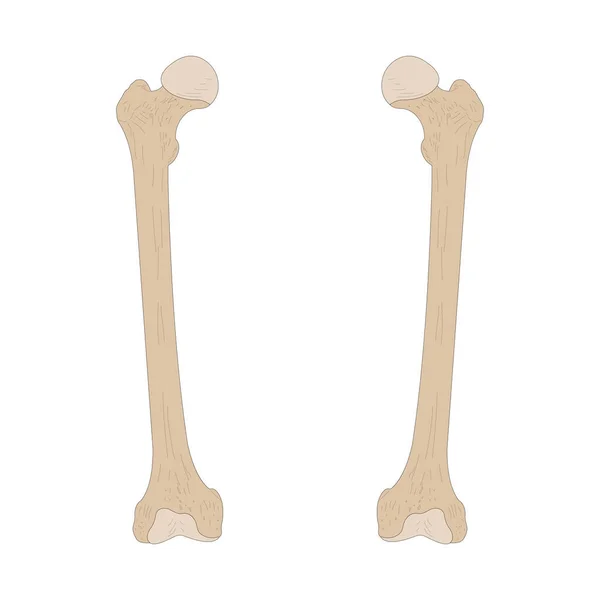 Bones Human Skeleton Right Femur Left Femur Anterior Ventral View — Wektor stockowy