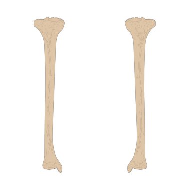 Bones of the human skeleton. The Tibia of the Right Leg and The Tibia of the Left Leg. Anterior (ventral) view.