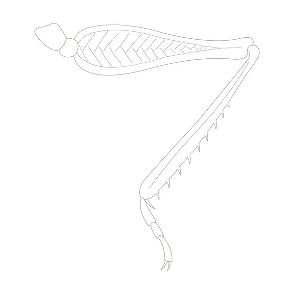 Кузнечик Ногой Солтаторская Прыгающая Нога Черно Белая Иллюстрация — стоковый вектор