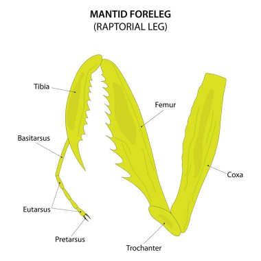 Mantid foreleg. Raptorial (grasping) leg.