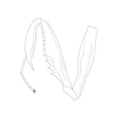 Mantid foreleg. Raptorial (grasping) leg. Black and white illustration.