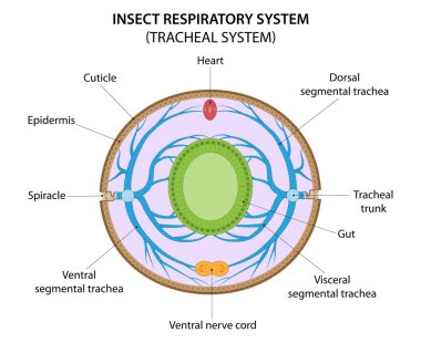 Insect respiratory system (tracheal system). Cross section through the abdomen illustrating of the tracheation.