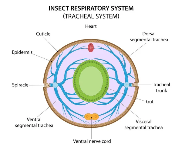 Insect respiratory system (tracheal system). Cross section through the abdomen illustrating of the tracheation.