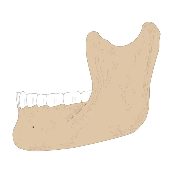 Lower Jaw Mandible Skull Bone — стоковое фото