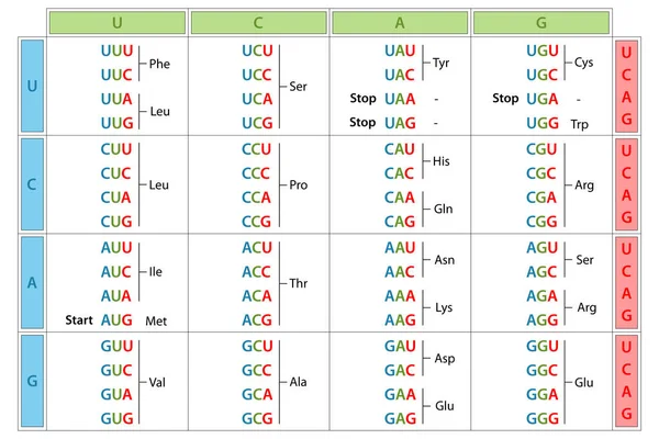 Genetic Code Table Full Set Relationships Codons Amino Acids — Stock Photo, Image