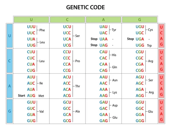 Genetic Code Table Full Set Relationships Codons Amino Acids — Stock Vector