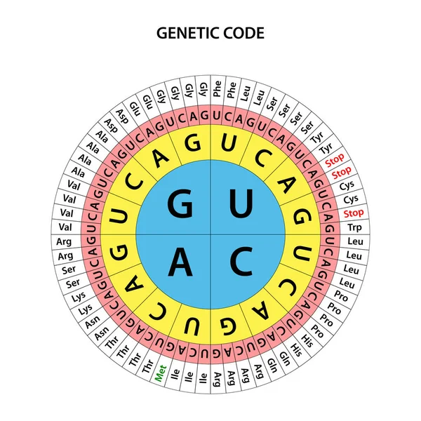 Genetic Code Chart Full Set Relationships Codons Amino Acids — Stock Photo, Image