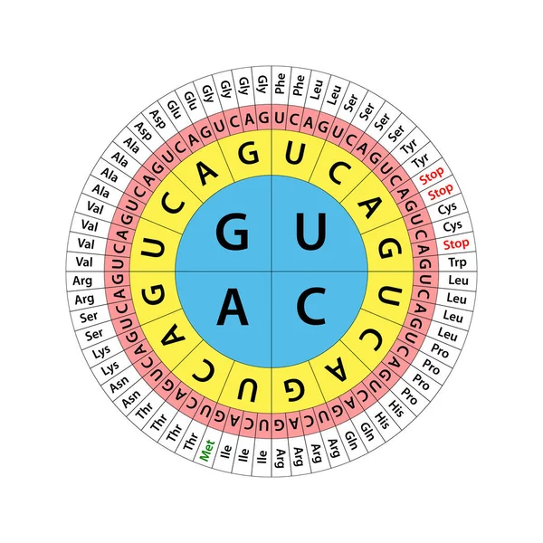 Genetic Code Chart Full Set Relationships Codons Amino Acids — Stock Photo, Image