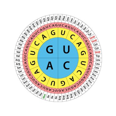 The Genetic code chart. The full set of relationships between codons and amino acids. clipart