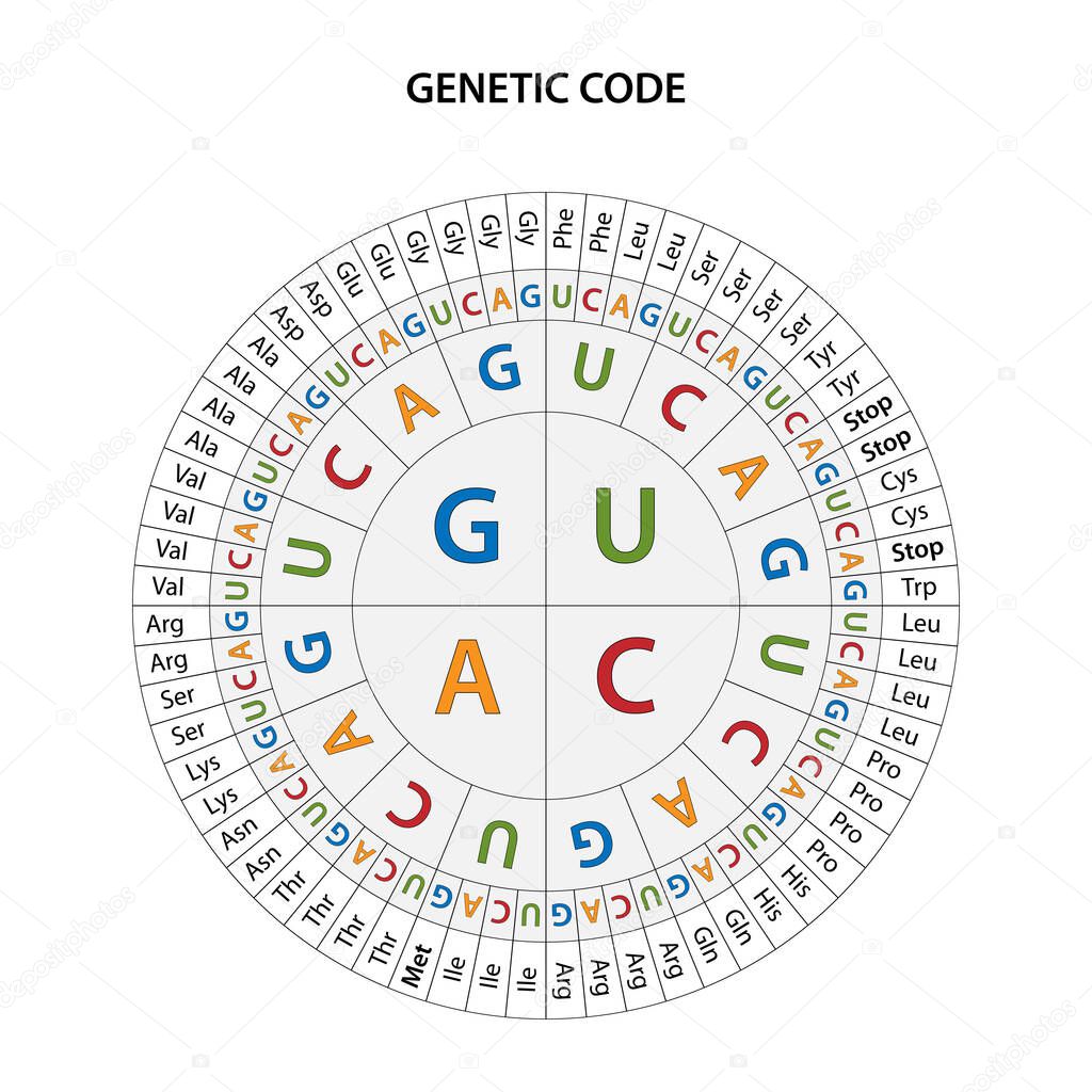 Grafico De Codons De Aminoacidos Codón