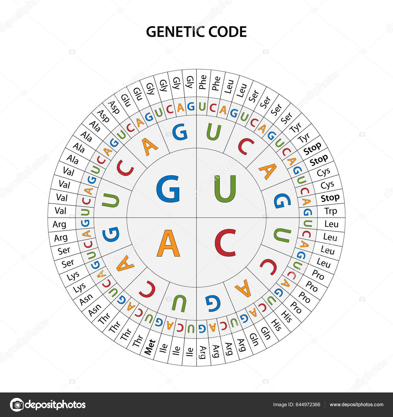 Code Chart Full Set Relationships Codons Amino Acids Stock
