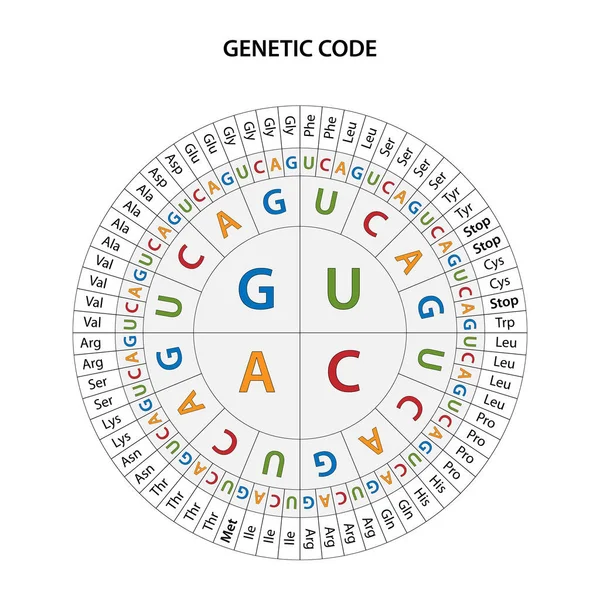 Genetic Code Chart Full Set Relationships Codons Amino Acids — Stock Vector