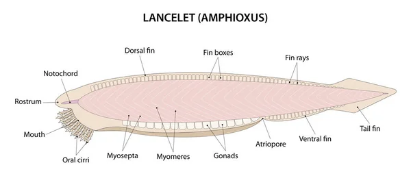 Lancelet veya Amphioxus (Branchiostoma). Lancelet küçük, şeffaf, balık benzeri bir hayvandır..