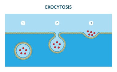 Exocytosis, maddelerin hücreden çıkarıldığı süreçtir..