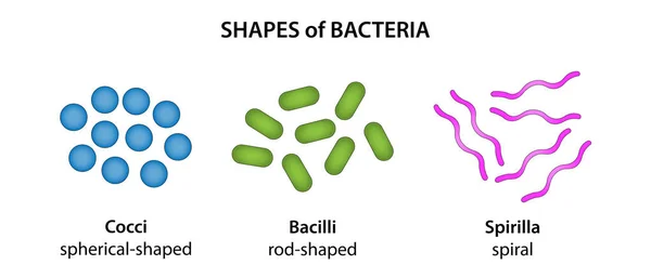 细菌的三种基本形态 — 图库照片