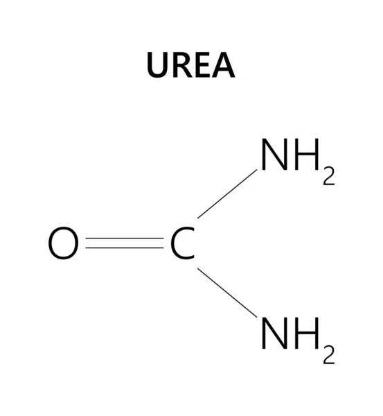Harnstoff Ist Die Wichtigste Stickstoffhaltige Substanz Menschlichen Urin — Stockvektor