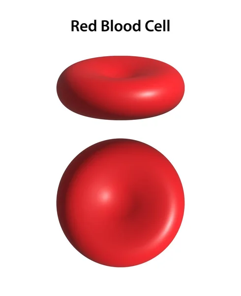 Rote Blutkörperchen Rbc Oder Erythrozyten — Stockfoto