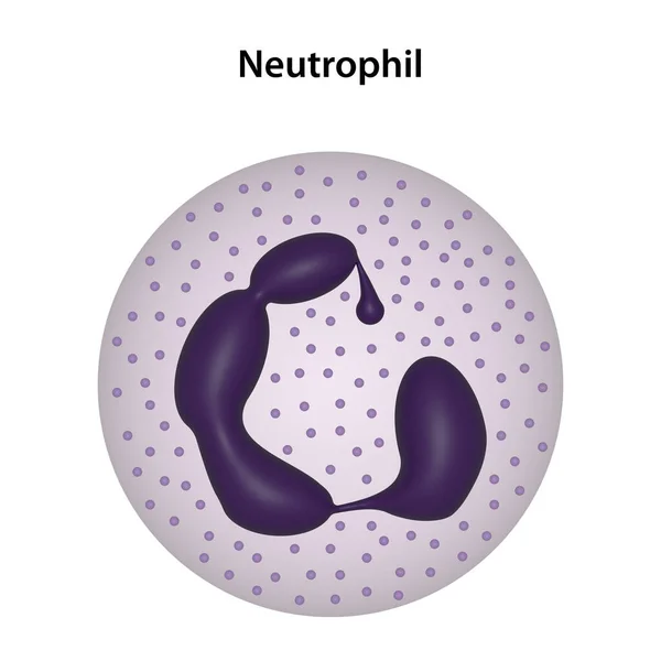 Neutrófilo Tipo Glóbulo Blanco Leucocitos —  Fotos de Stock