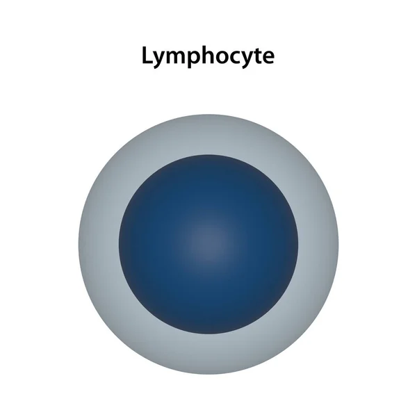 stock image A Lymphocyte is a type of white blood cell (leukocyte)
