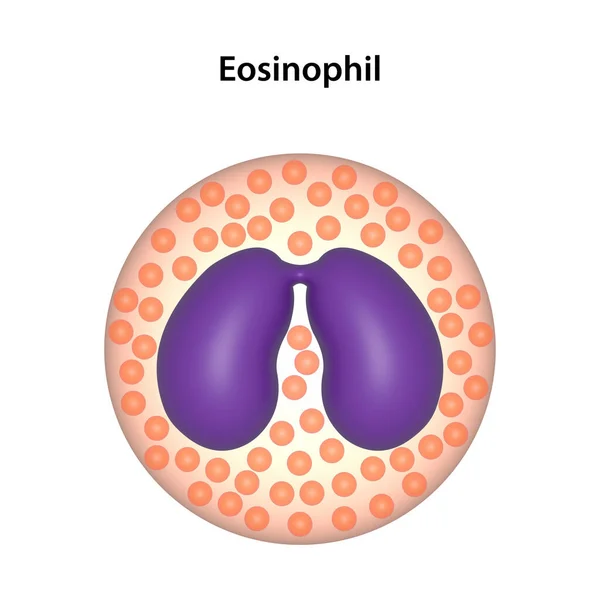 Eosinófilo Tipo Glóbulos Brancos Leucócitos — Fotografia de Stock