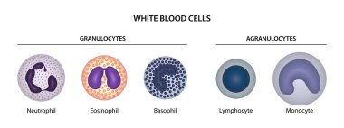White blood cells (WBCs) or leukocytes: granulocytes (neutrophil, eosinophil, basophil) and agranulocytes (lymphocyte, monocyte). clipart