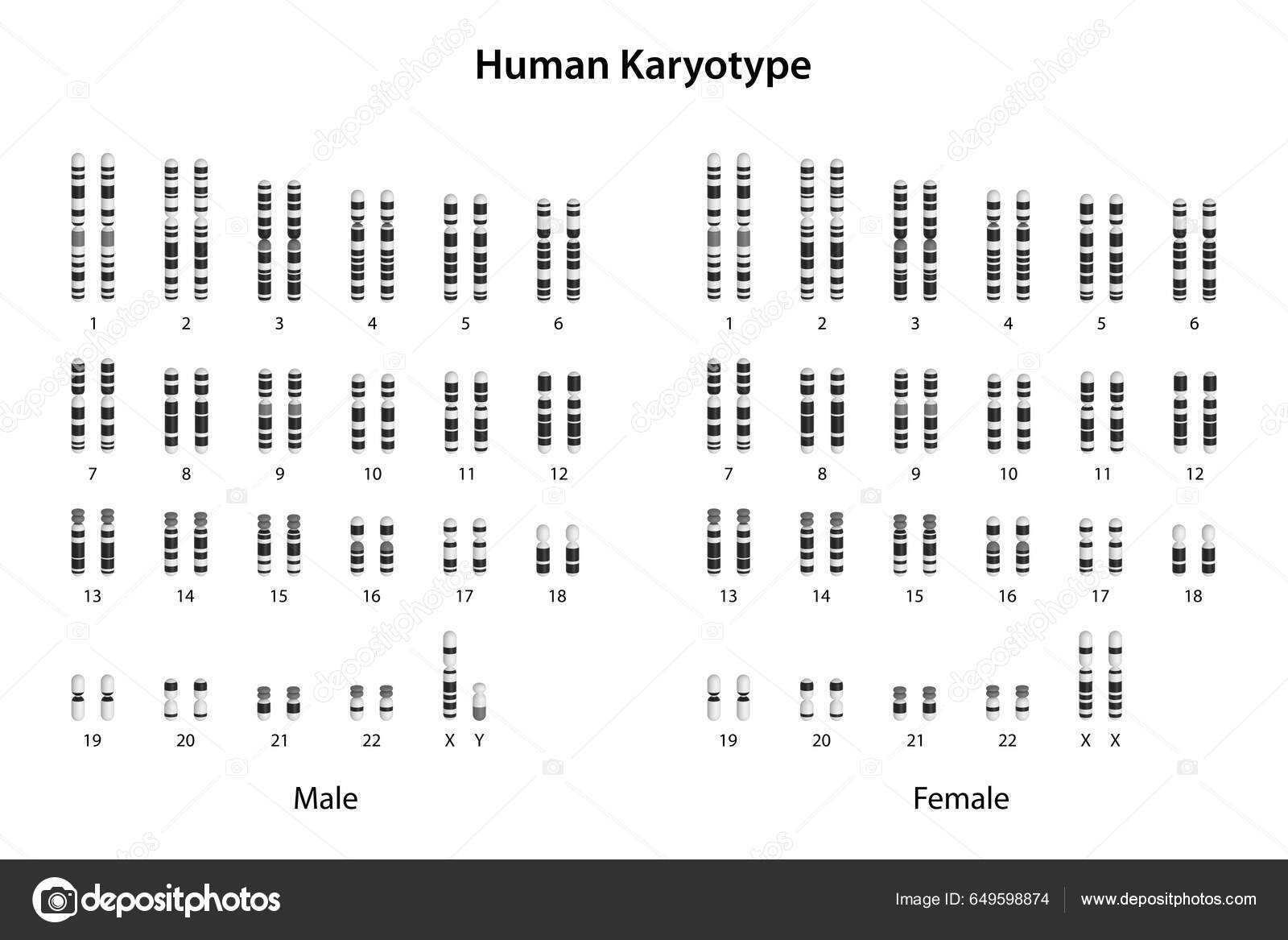 human-karyotype-male-female-stock-photo-by-astepbiomed-649598874