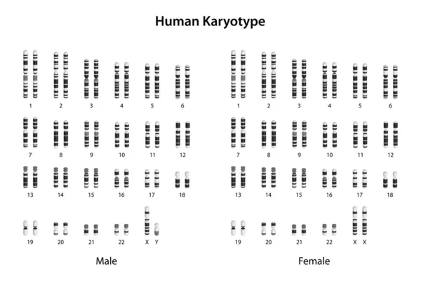 Karyotype Humano Masculino Feminino — Fotografia de Stock