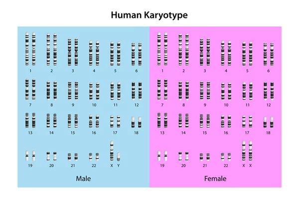 Karyotype Humano Masculino Feminino — Fotografia de Stock