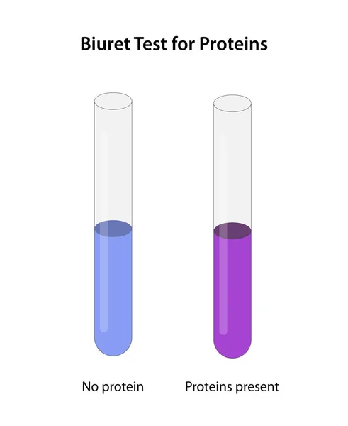 Biuret Test for Proteins: no color change, i.e., the solution remains blue - proteins are absent; the solution turns from blue to purple - proteins are present.