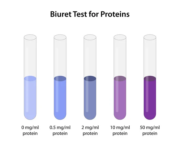 stock image Biuret Test for Proteins (Piotrowski's test)