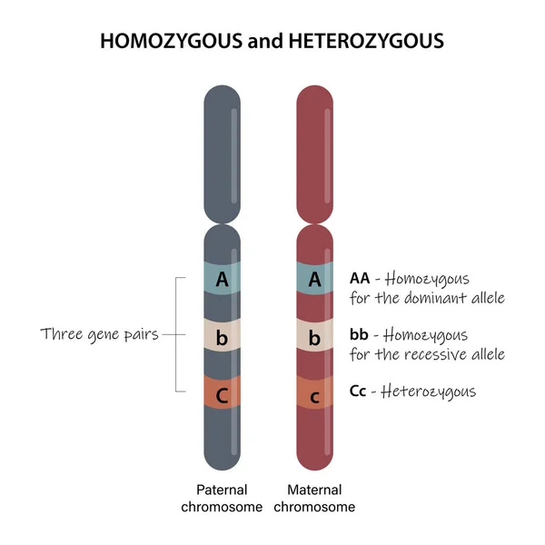 Homocigoto Heterocigoto Comparación Cromosomas Homólogos — Foto de Stock