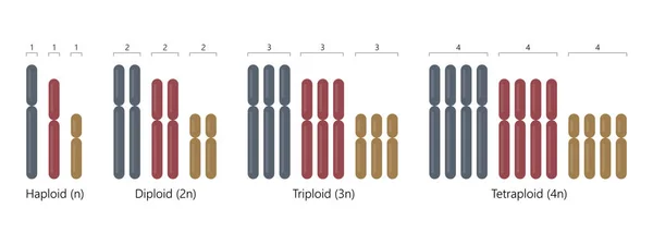 Haploid, diploid, triploid ve tetraploid..
