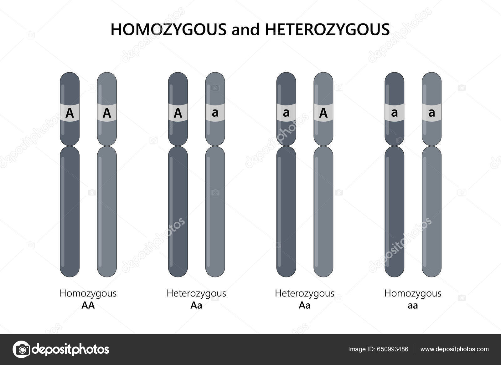Homozigoto Heterozigoto — Foto © AStepBioMed #650993486, image size:1600x1167