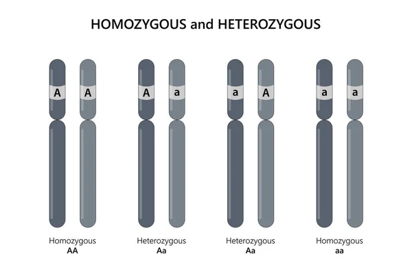 Homozigot Heterozygous — Stok fotoğraf