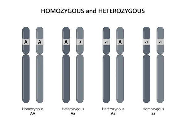 Homozigot (AA, aa) ve Heterozygous (Aa).