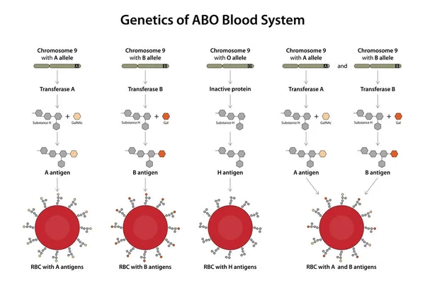 Genetics Abo Blood System — Stock Photo, Image