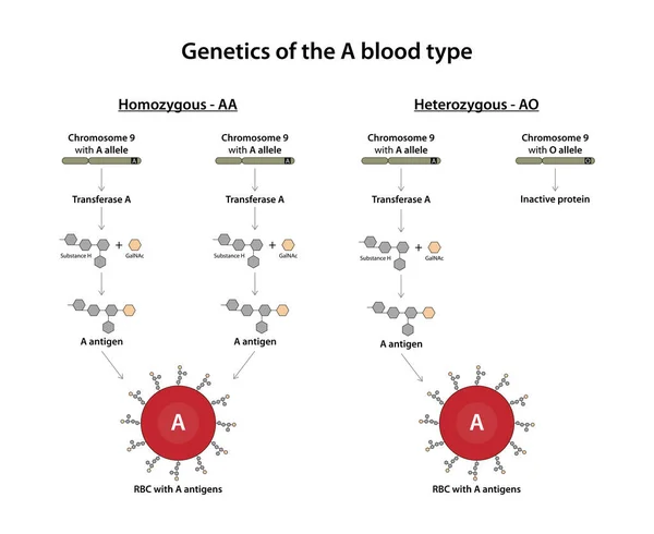 stock image Genetics of the A blood type