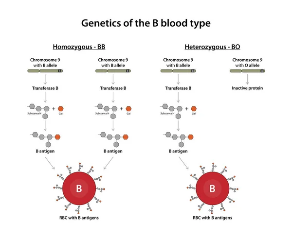 Genética Tipo Sangue — Fotografia de Stock
