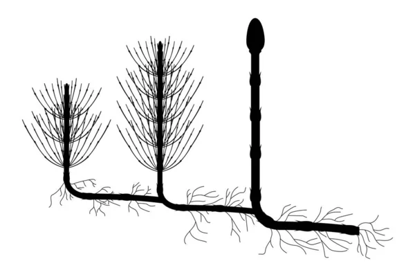 Силуэт Horsetail Equisetum Arvense — стоковый вектор