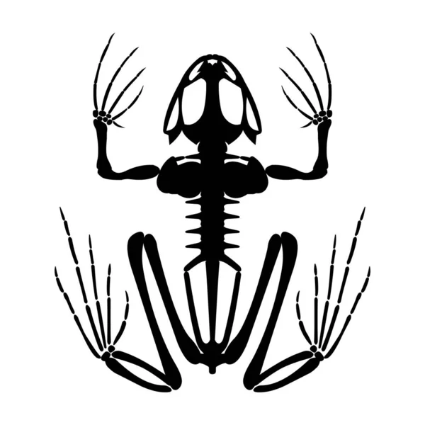 カエルの骨格シルエット 動物解剖学 — ストック写真