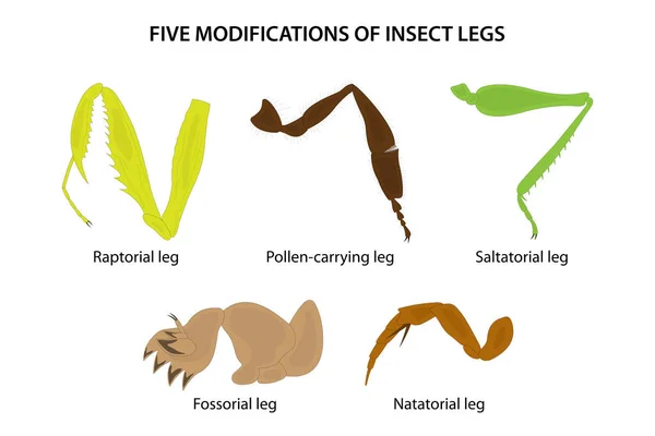 Cinq Modifications Des Pattes Insectes — Photo