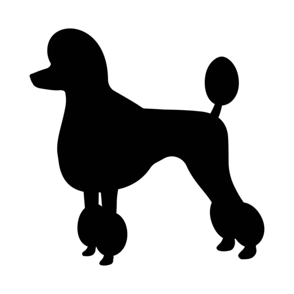 Schwarzer Silhouettenpudelhund — Stockfoto
