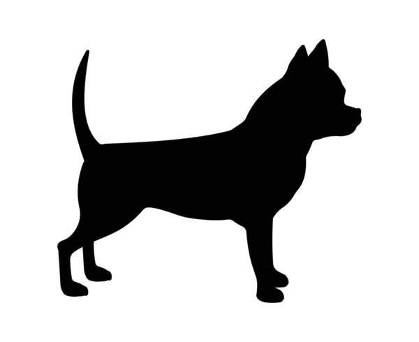 Illustrazione Della Razza Canina Silhouette Nera Chihuahua Dog — Foto Stock
