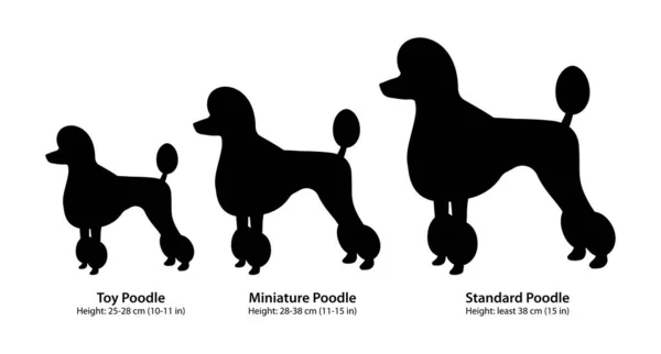 Three Breeds Poodle Toy Poodle Miniature Poodle Standard Poodle — Stock Vector