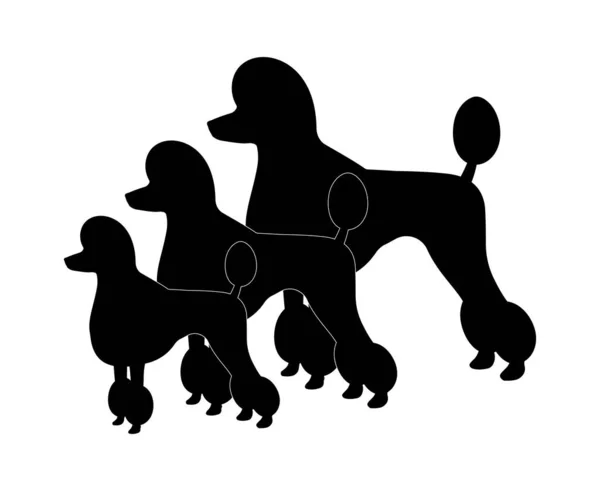 Τρεις Φυλές Κανίς Toy Poodle Miniature Poodle Και Standard Poodle — Διανυσματικό Αρχείο