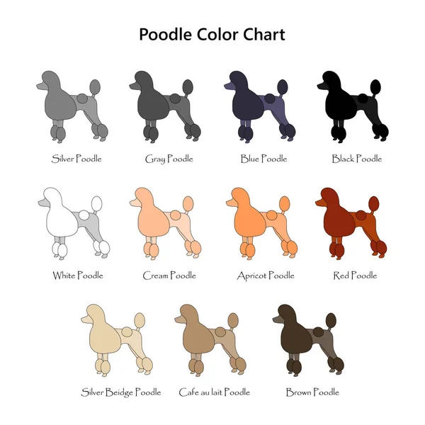 Conjunto Perros Carta Colores Caniche Diferentes Colores Capa Variedad —  Fotos de Stock
