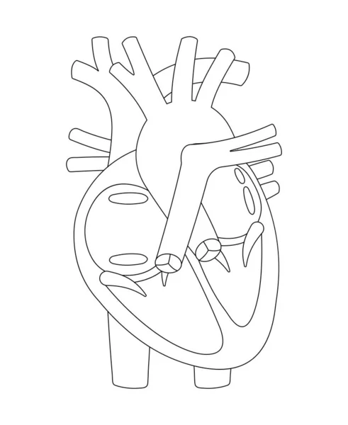 Struktura Lidského Srdce Černobílá Ilustrace Obrys — Stock fotografie