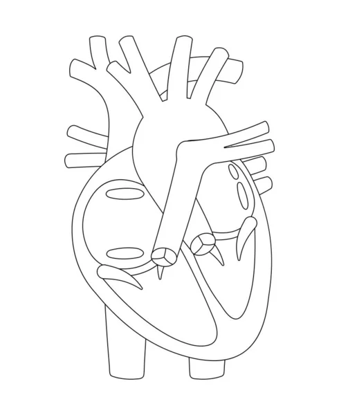Δομή Της Ανθρώπινης Καρδιάς Ασπρόμαυρη Απεικόνιση Περίγραμμα — Διανυσματικό Αρχείο
