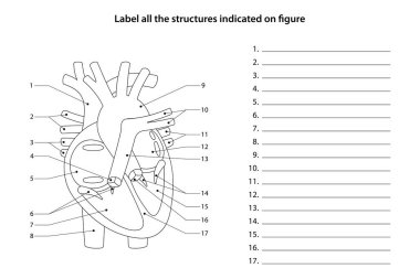 İnsan Anatomisi Çalışma Kağıdı. Tüm yapıları figüre göre etiketle. Kalp ve kan damarları.