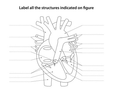 İnsan Anatomisi Çalışma Kağıdı. Tüm yapıları figüre göre etiketle. Kalp ve kan damarları.